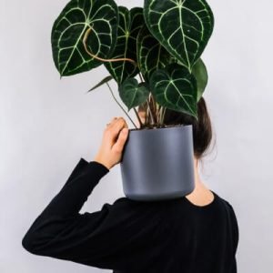 Plants Store Gallery Img 1 300x300